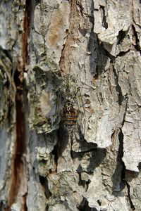 Close-up of tree trunk