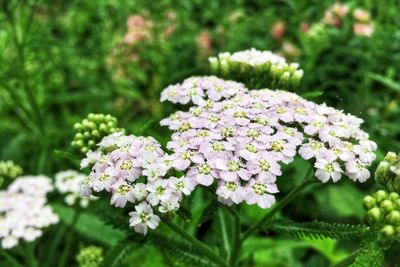 Close-up of white flowering plants