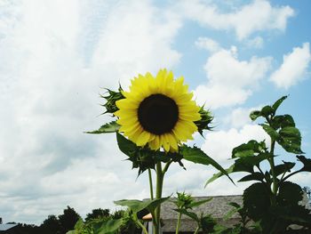 Low angle view of sunflower against sky