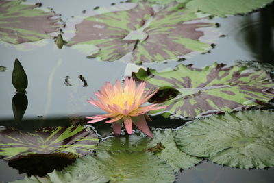 Close-up of lotus water lily in pond