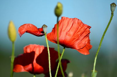 Close-up of red flowers blooming against sky