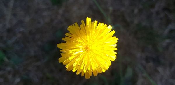 Close-up of yellow flowering plant