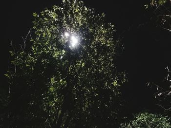 Low angle view of trees against sky at night