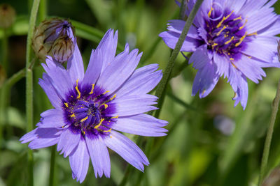 Close up of cupids dart flowers in bloom