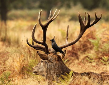 Close-up of deer on grass