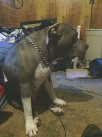 Dog standing in kitchen