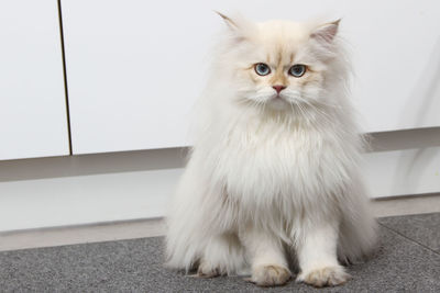 Cat sitting on floor