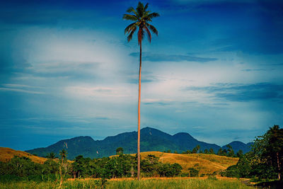 Scenic view of palm trees on landscape against sky