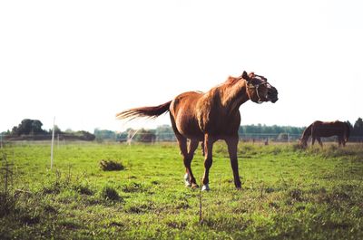 Horse grazing on field against clear sky
