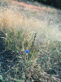 High angle view of plants growing on land