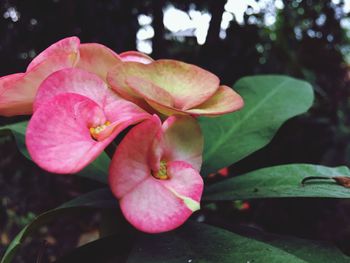 Close-up of pink flowers blooming outdoors