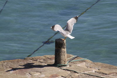 Seagull perching on stone bollard with spread wings