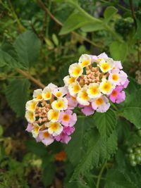 Close-up of fresh white yellow flowers blooming outdoors