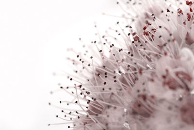 Close-up of white rose against gray background