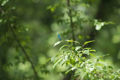 Close-up of insect on plant