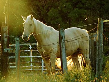 Horse standing in farm