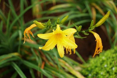 Close-up of yellow flowering plant