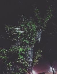 Low angle view of trees against sky at night