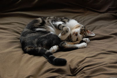 Cat sleeping on bed