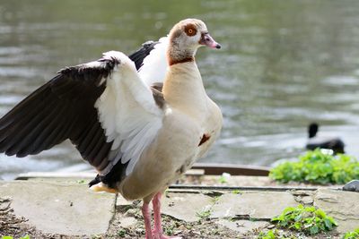 Close-up of egyptian goose flapping wings against lake