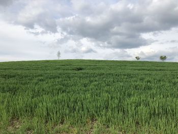 Scenic view of agricultural field against sky