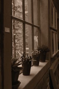 Potted plants on window sill of building