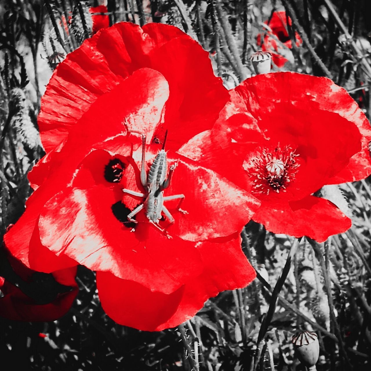 CLOSE-UP OF RED POPPY FLOWER IN BLOOM