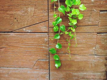 Close-up of leaves on wooden wall