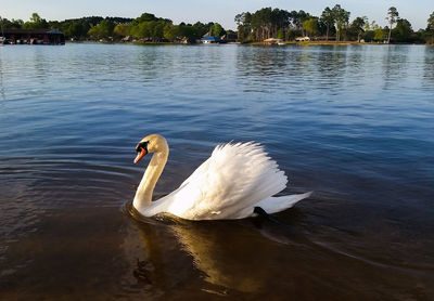 White swan in lake
