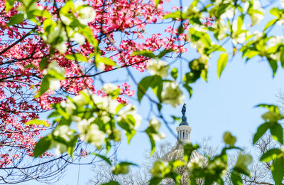 Low angle view of flower tree against capitol hill