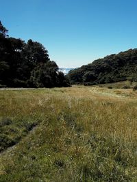 Scenic view of field against clear blue sky