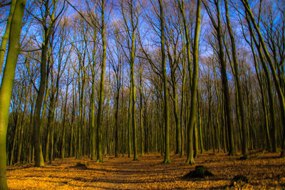 Panoramic shot of trees on field