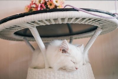 Close-up of cat