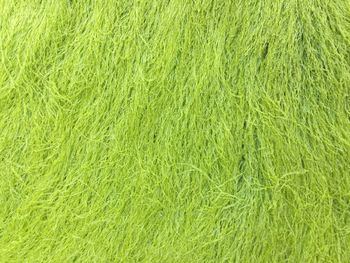 Full frame shot of green grass