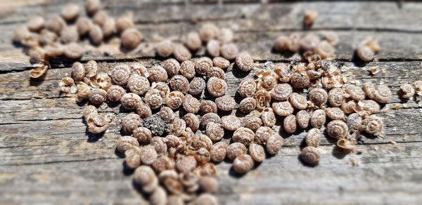 Close-up of babys snails on table