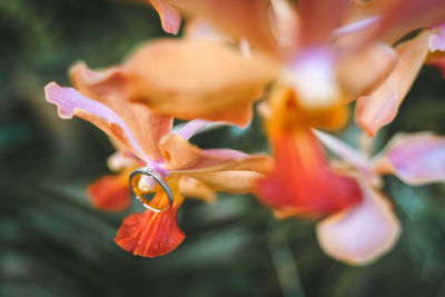 Close-up of purple flowering plant