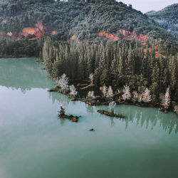 Scenic view of lake in forest during autumn