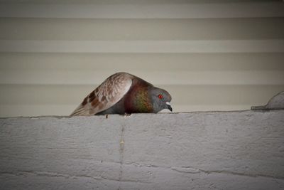 Side view of a bird against wall