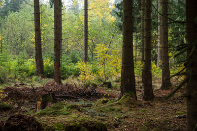 Pine trees in forest