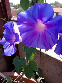 Close-up of flowers blooming outdoors