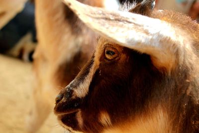 Close-up of goat