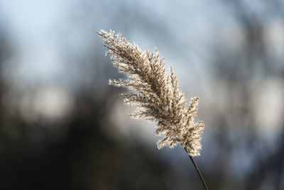 Backlit view of the cortaderia selloana plant, also called pampas grass