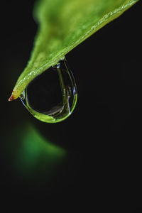 Close-up of raindrops on leaf against black background