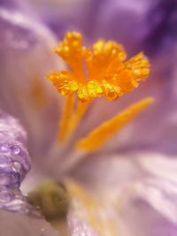 Macro shot of yellow flower