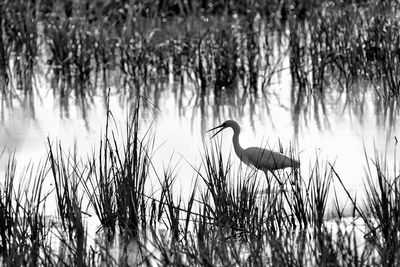 View of a bird in water