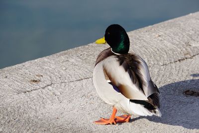 Close-up of a bird perching on a water