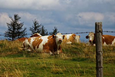 Cows standing in a field