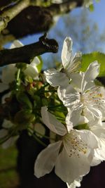 Close-up of white cherry blossom