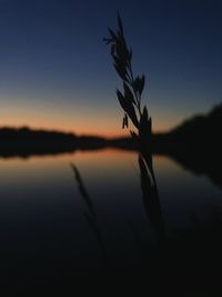 Silhouette plant by lake against sky at sunset