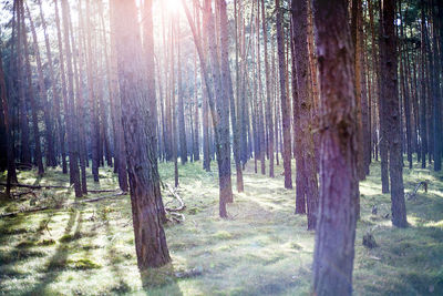 Trees growing in forest on sunny day